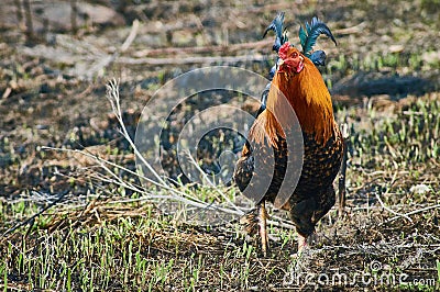 Cock. Stock Photo